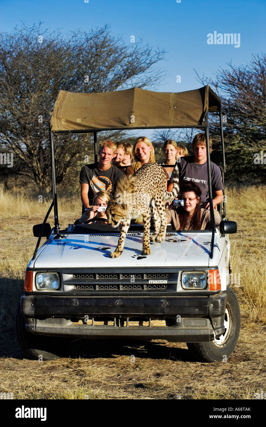 Gepard Acinonyx Jubatus mit einem touristischen Fahrzeug wie einem hohen Aussichtspunkt Private Game reserve Namibia Stockfoto