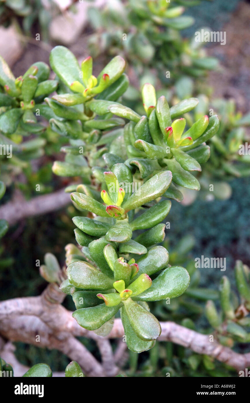 Crassula Ovata Jade-Anlage genannt auch Dollar-Anlage Stockfoto