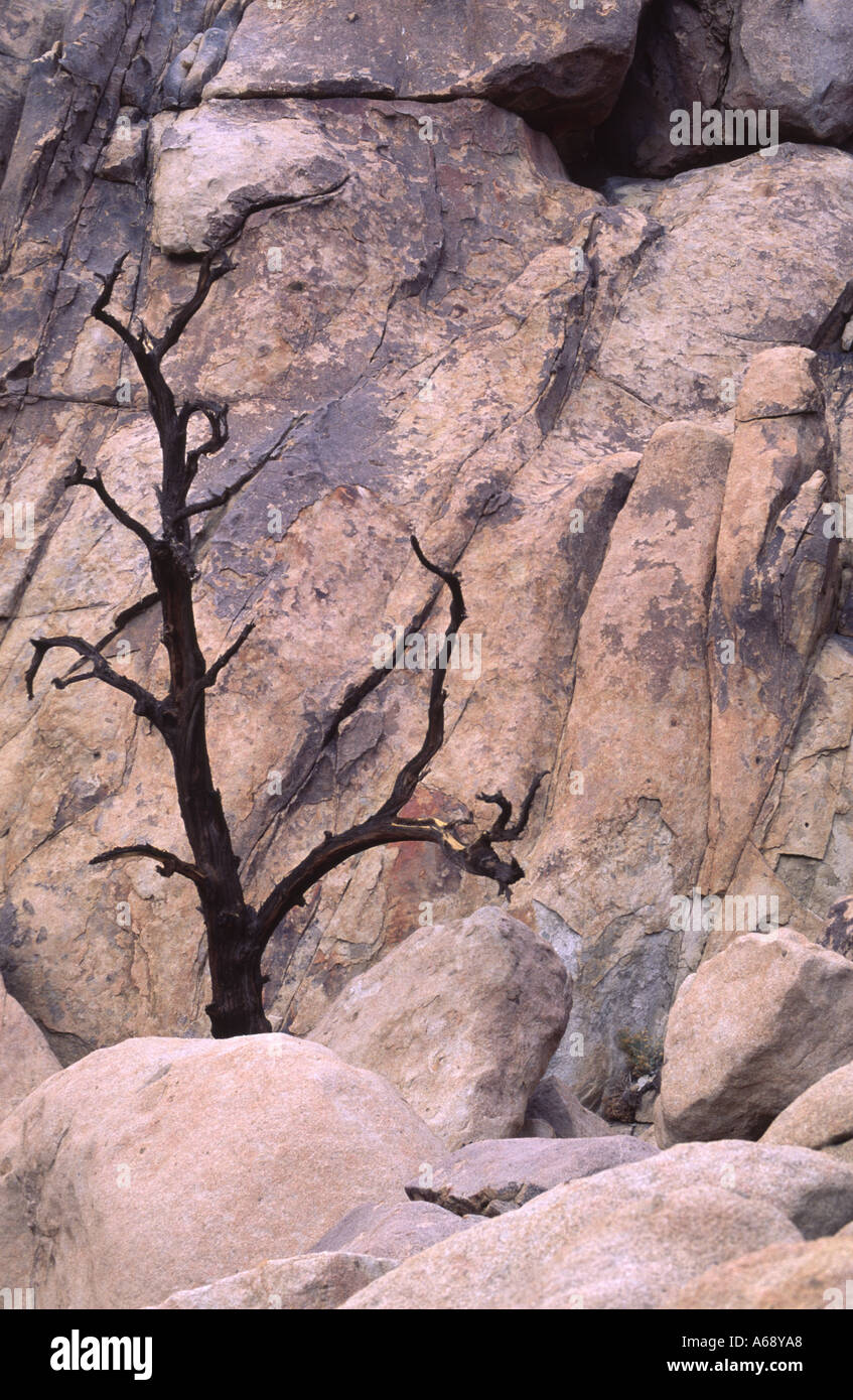 Haken und rock Wand Joshua Tree Nationalpark Kalifornien USA Stockfoto