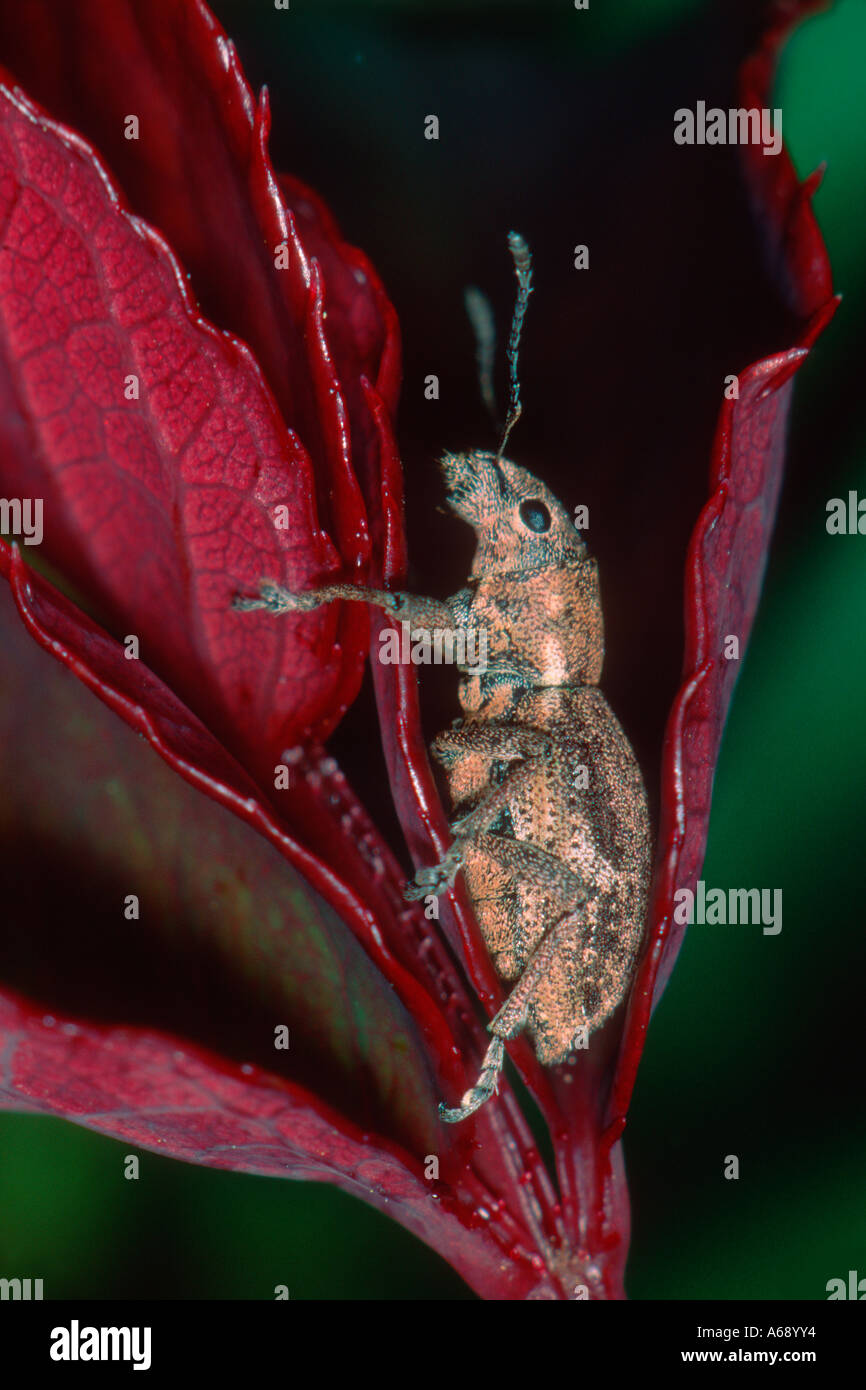 Rüsselkäfer, Familie Curculionidae Stockfoto