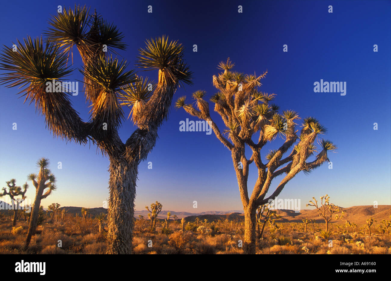 Joshua Tree Nationalpark Kalifornien USA Stockfoto
