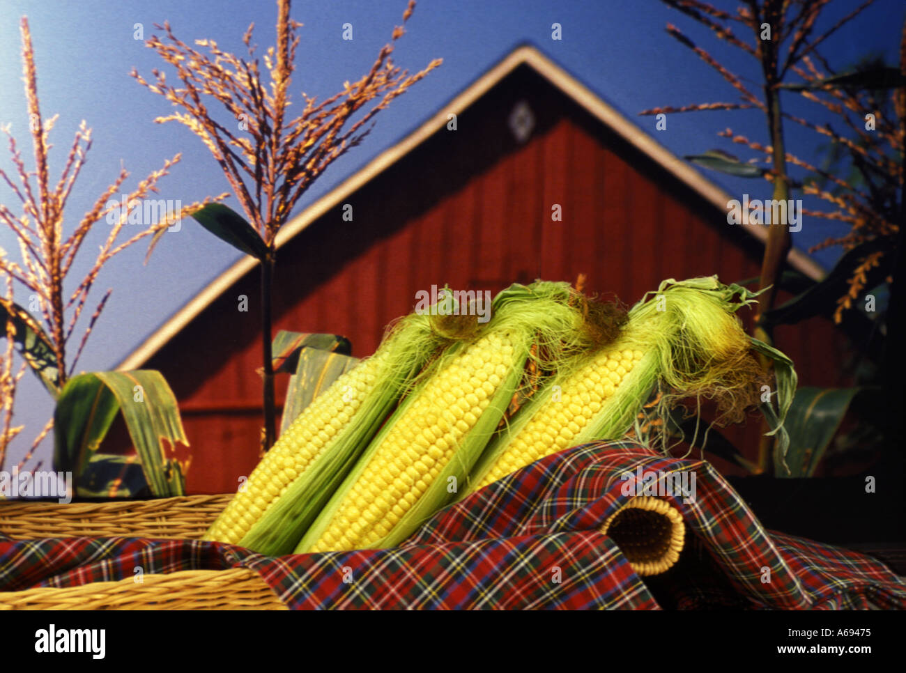 Korb mit frischen Mais vor der Scheune und Mais Quasten, Missouri Vereinigte Staaten von Amerika Stockfoto
