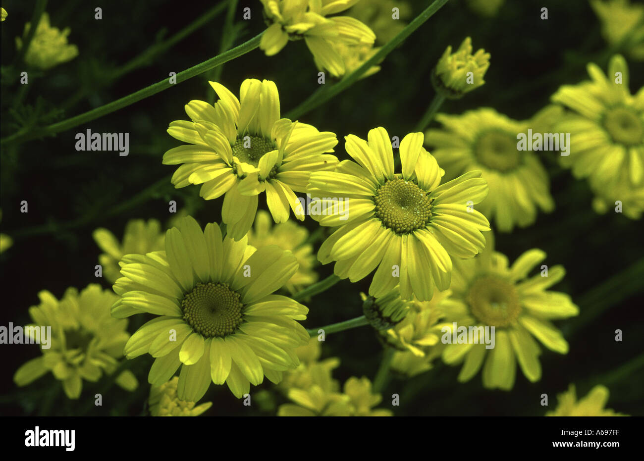 Anthemis Tinctoria E C Buxton Stockfoto