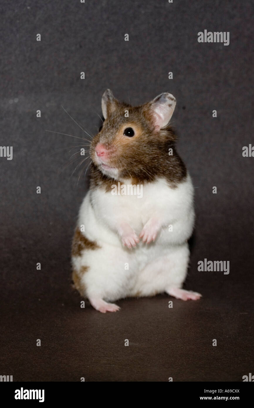 Hamster cxx