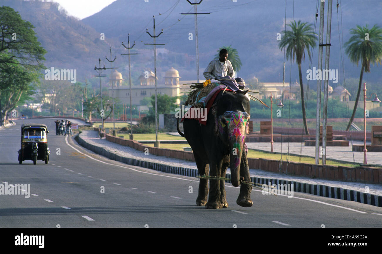 Elefanten auf der Straße Jaipur Stockfoto