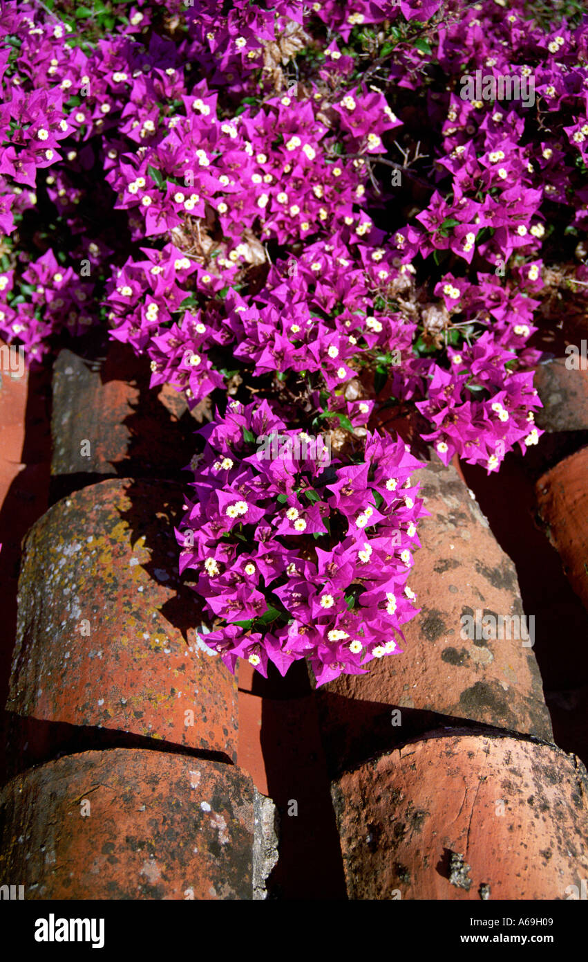 Terrakotta-Dach-Sardinien Stockfoto