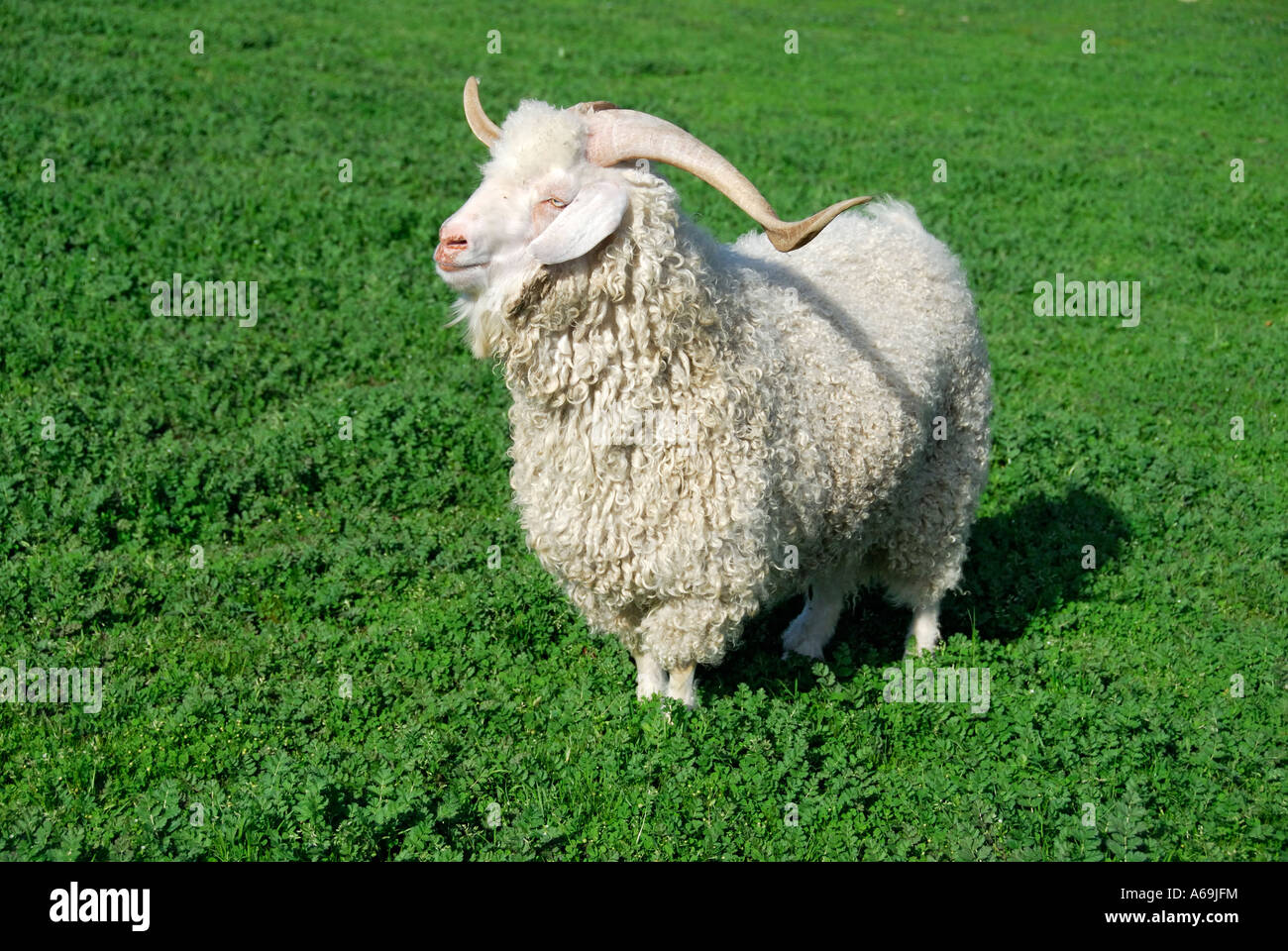 "Angora-Ziege Ram, USA". Stockfoto