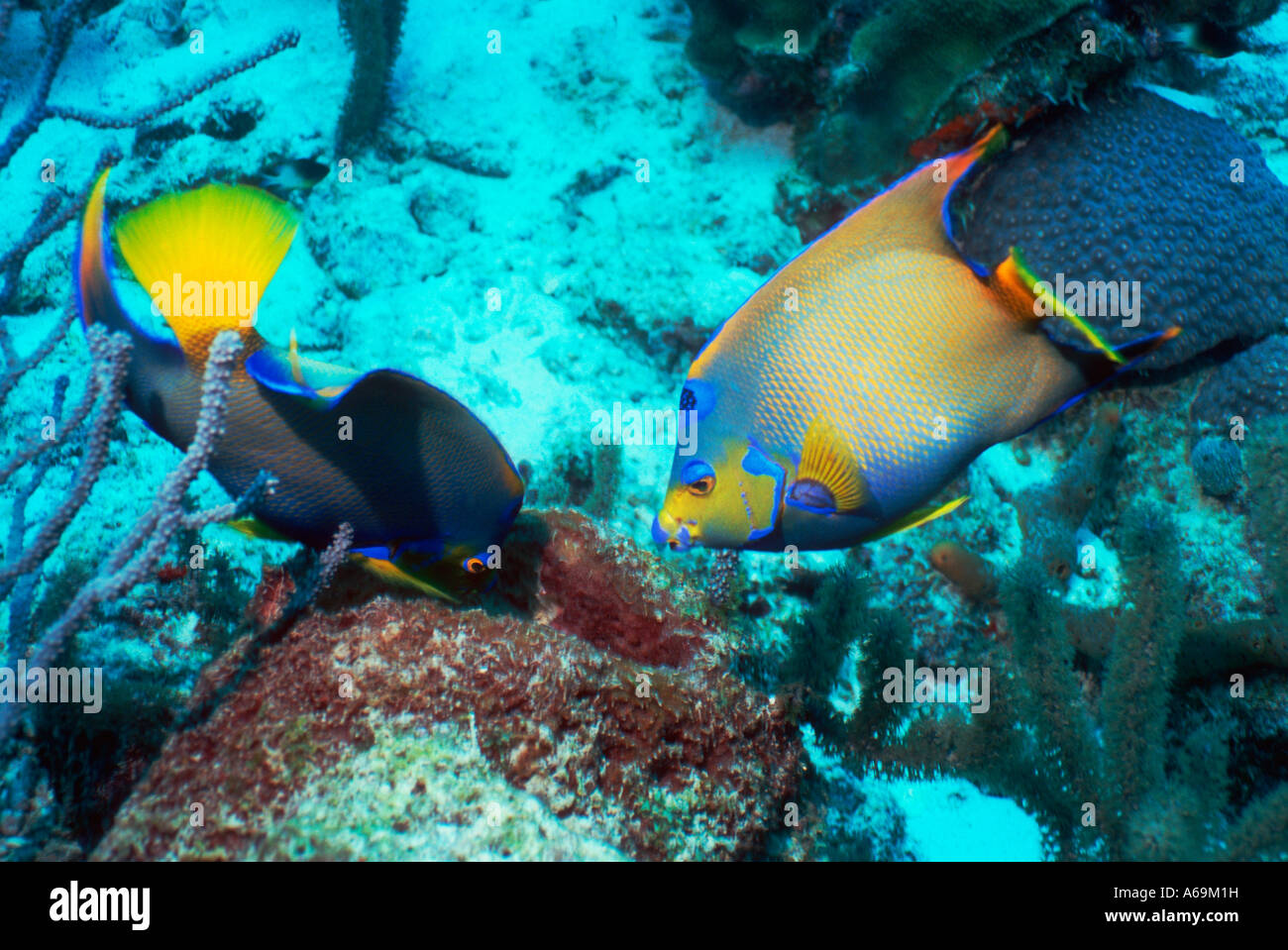 Königin-Kaiserfisch Holacanthus ciliaris Stockfoto