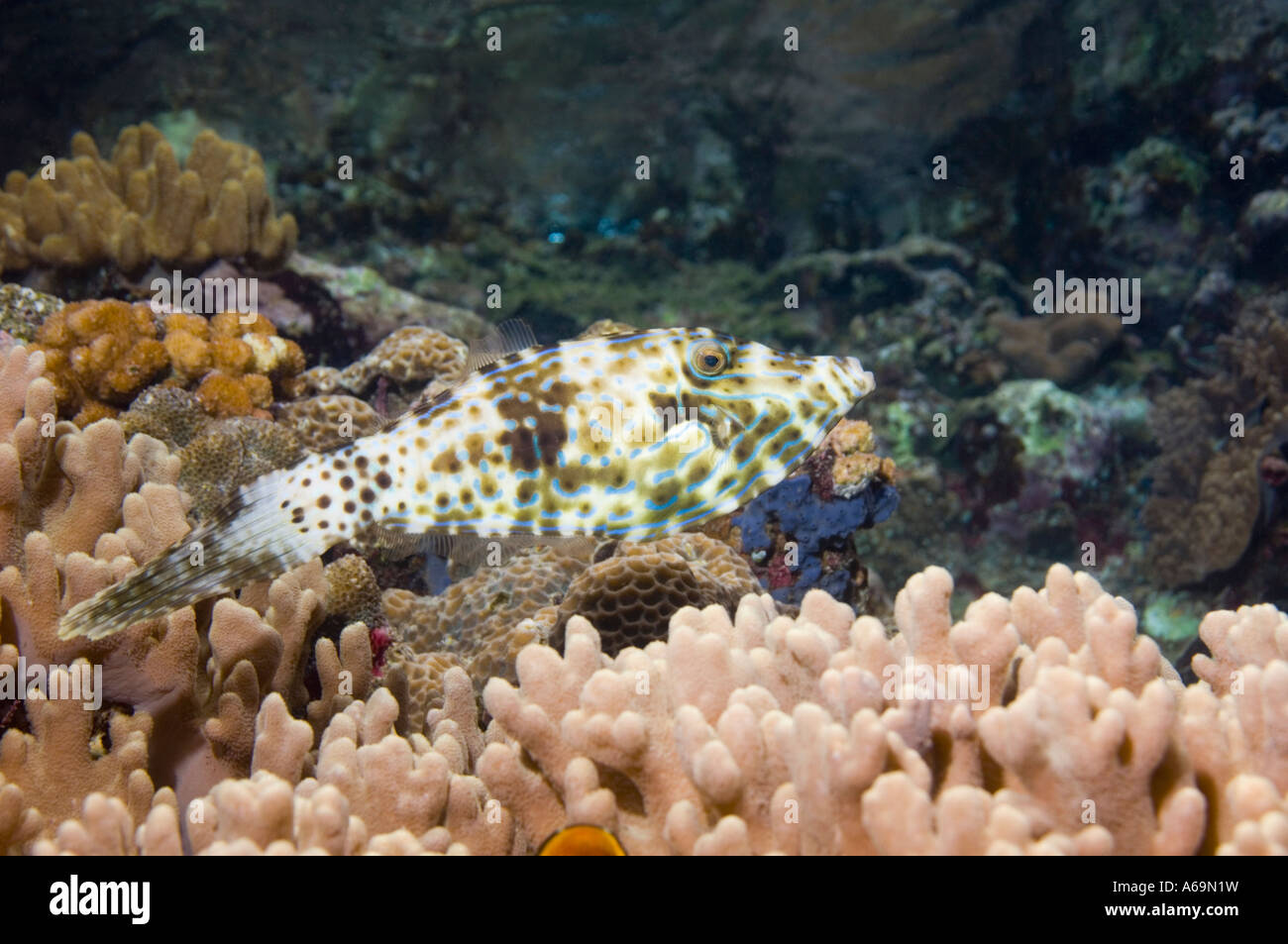 Kritzelte Feilenfisch Aluterus Scriptus über Korallen Lembeh Strait North Sulawesi Indonesien Circumtropical Stockfoto