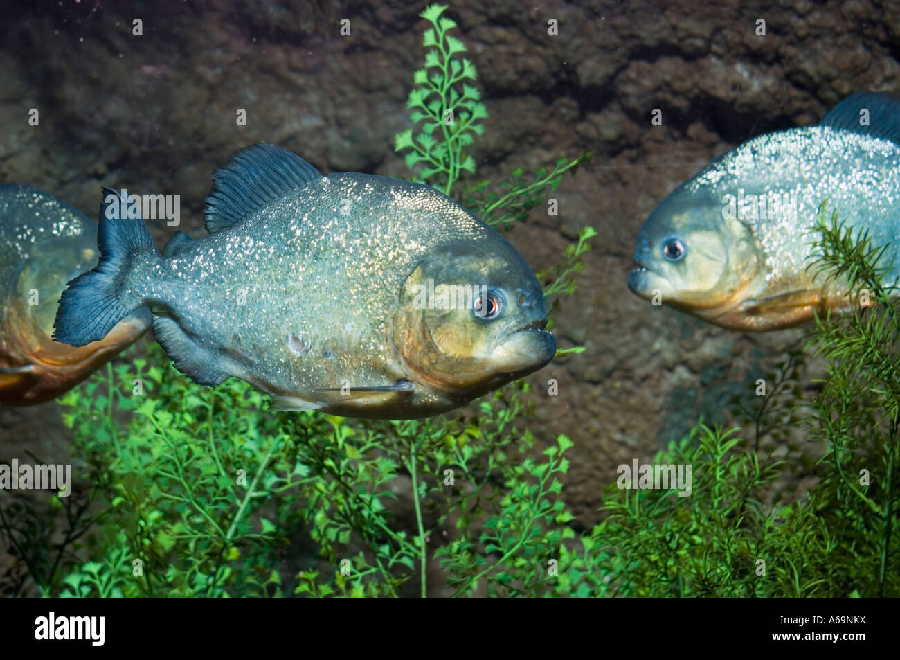 Piranha Serrasalmus nattereri Stockfoto