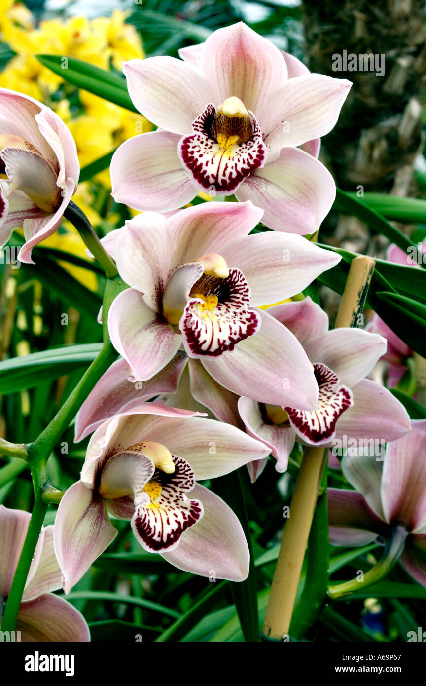 Cymbidium Orchidaceae Vieux rose Dell park Stockfoto