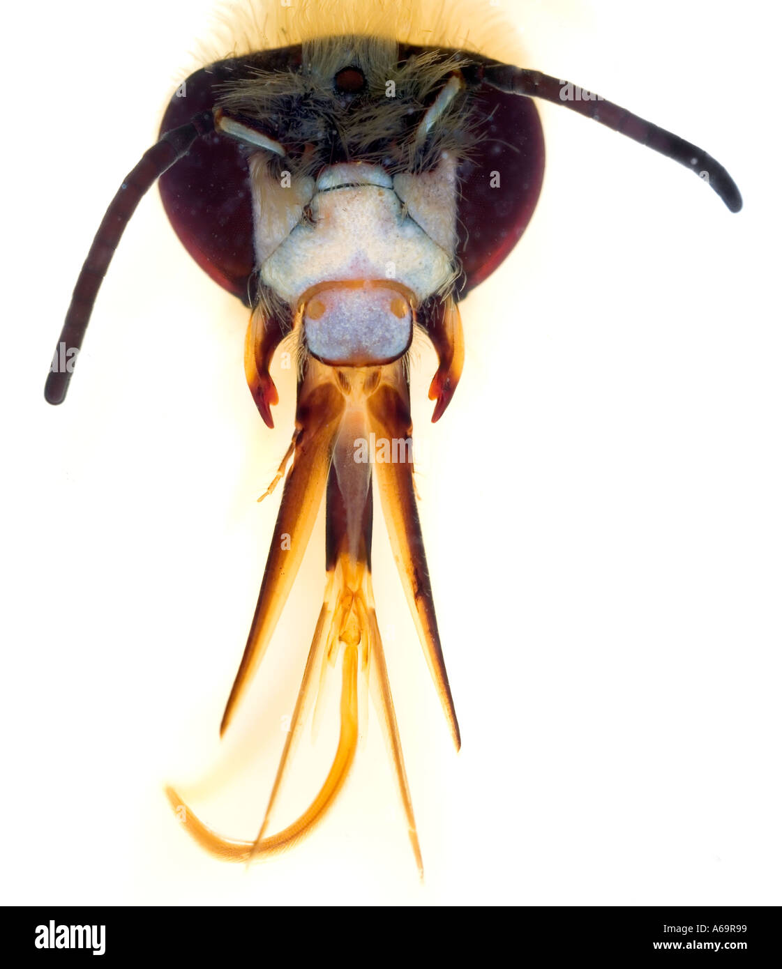 Biene-Kopf zeigen Mund Teile Rüssel Mundwerkzeuge weißer Hintergrund Stockfoto