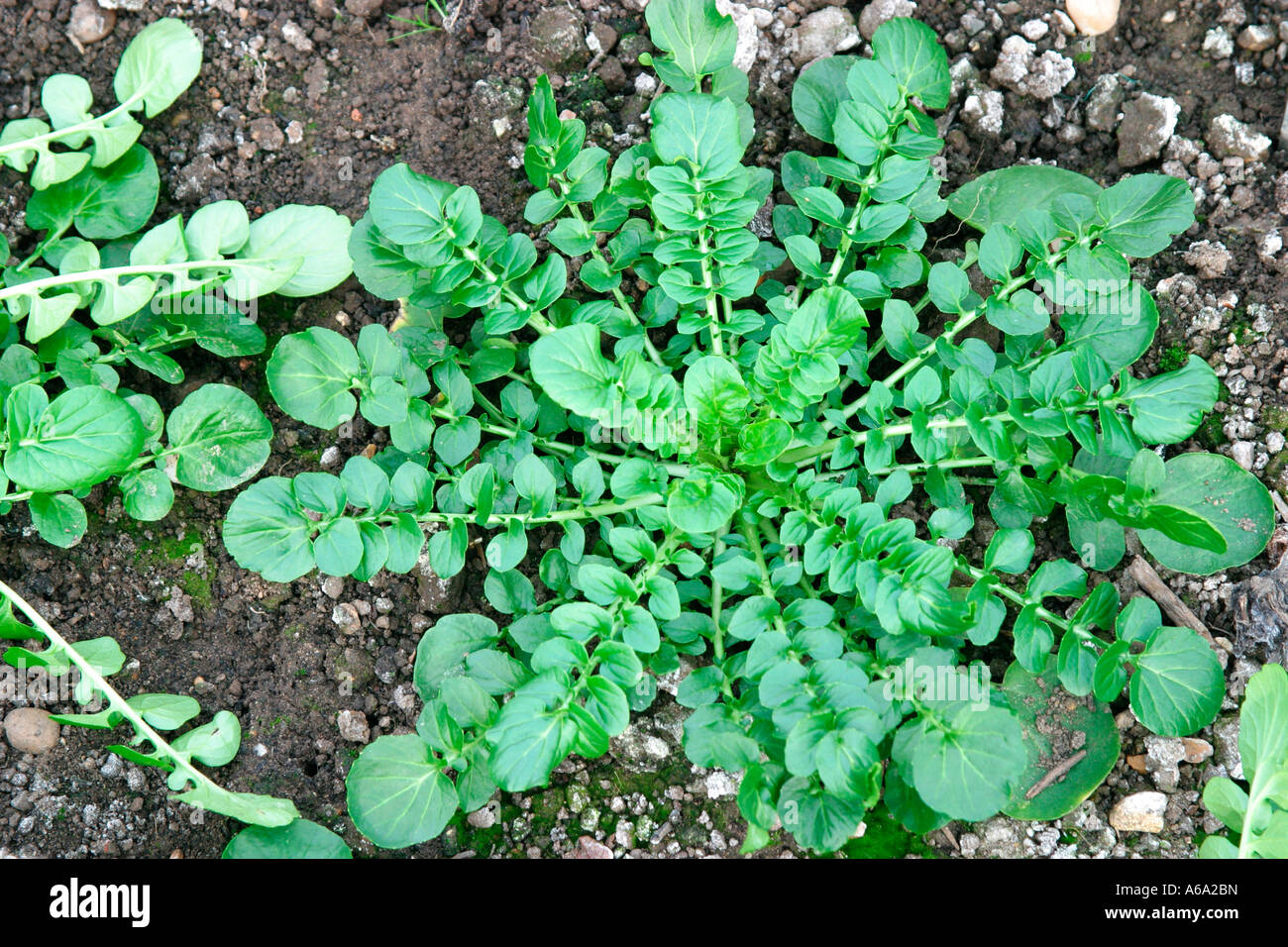 LANDCRESS NAHAUFNAHME VON WACHSENDE PFLANZE Stockfoto