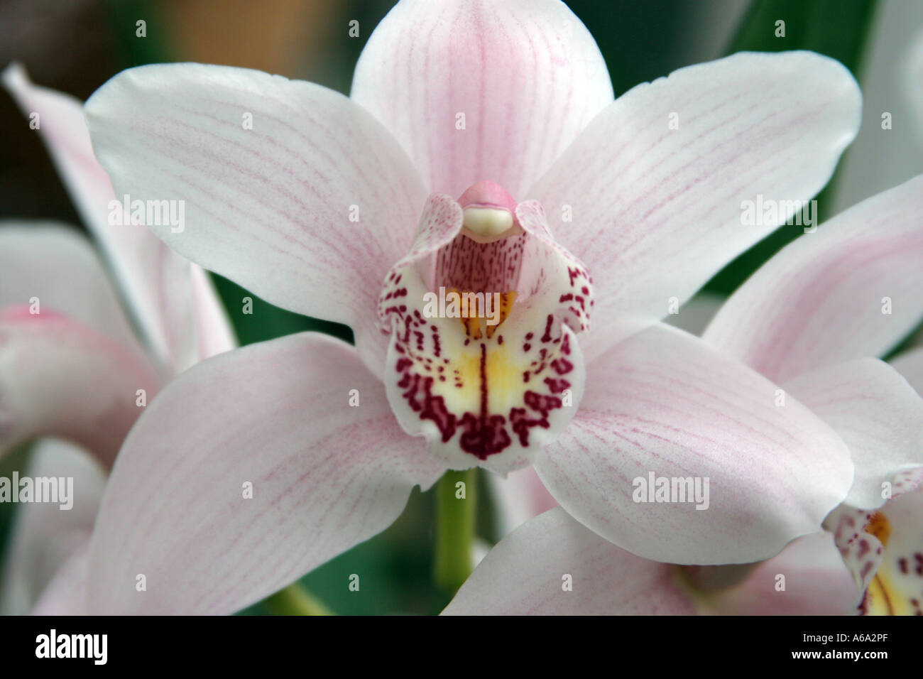 einzelne Orchidee Blüte Stockfoto