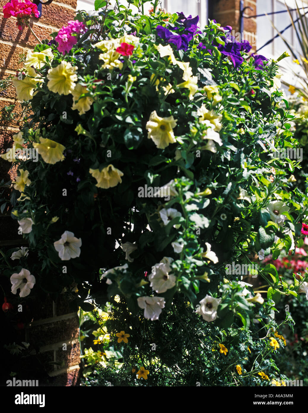 BLUMENAMPEL IN BLÜTE Stockfoto