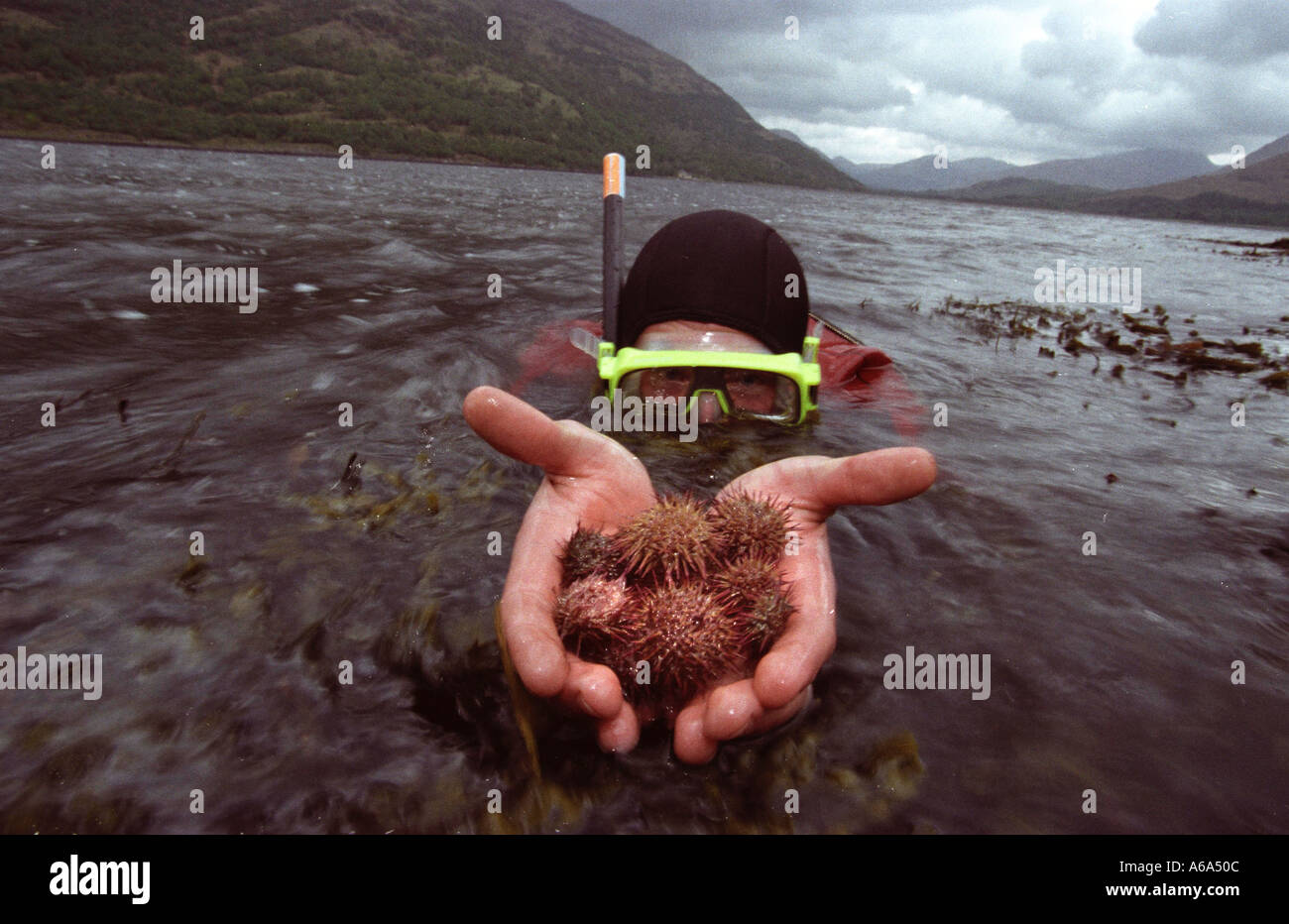 Seeigel in Loch Crerans sie hatte im Rahmen eines Experiments im Dunstaffnage Marine Research Establishment Scotland bewirtschaftet worden Stockfoto