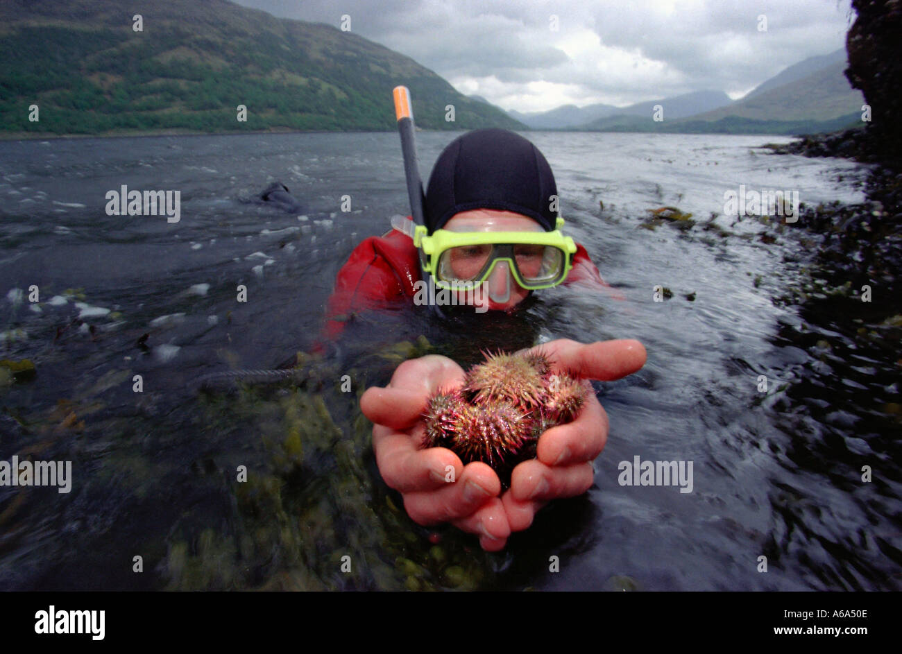 Seeigel in Loch Crerans sie hatte im Rahmen eines Experiments im Dunstaffnage Marine Research Establishment Scotland bewirtschaftet worden Stockfoto
