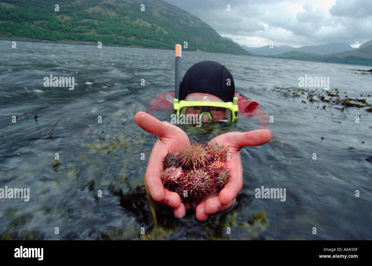 Seeigel in Loch Crerans sie hatte im Rahmen eines Experiments im Dunstaffnage Marine Research Establishment Scotland bewirtschaftet worden Stockfoto