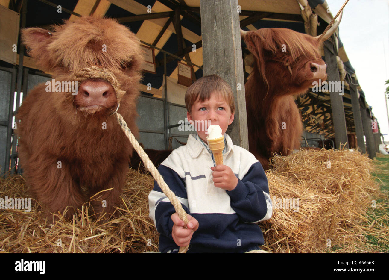 Hochlandrinder im Royal Highland Agricultural Show Ingliston, Edinburgh Schottland Stockfoto