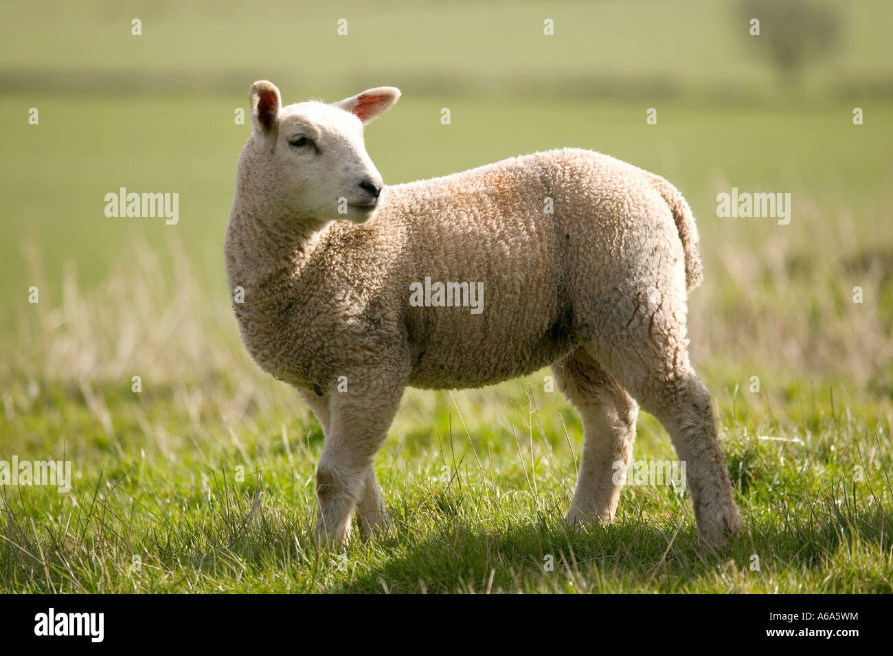 Seitenansicht eines Lammes mit Blick auf es s-Schulter in der Frühlingssonne Stockfoto