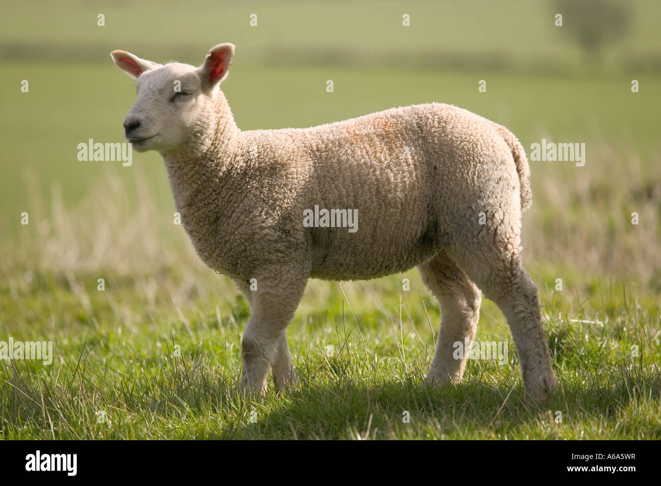 Seitenansicht von einem Baby Lamm in der Frühlingssonne Stockfoto