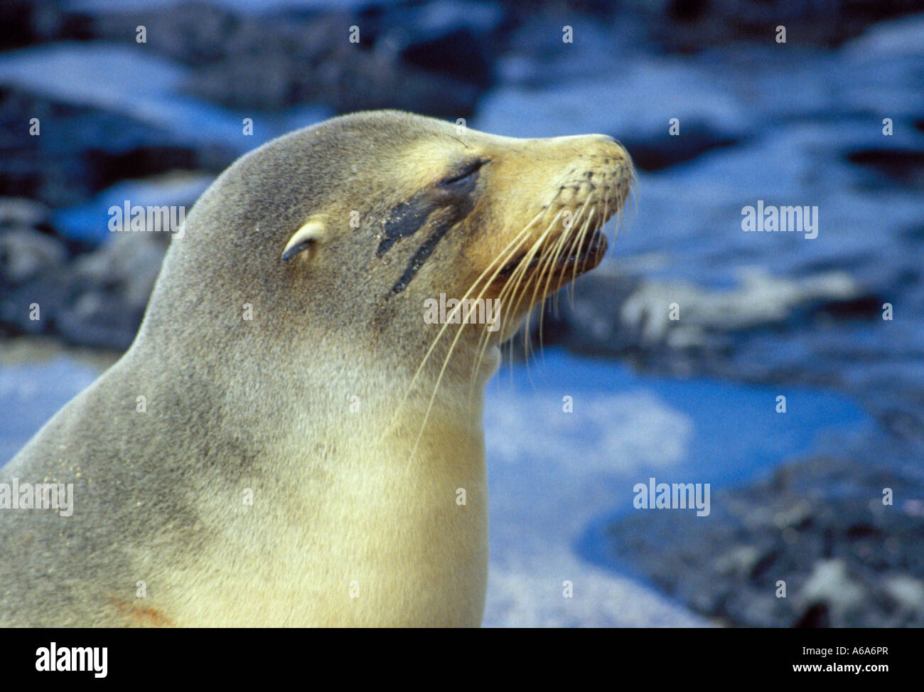 Seebär, Galapagos-0020 Stockfoto