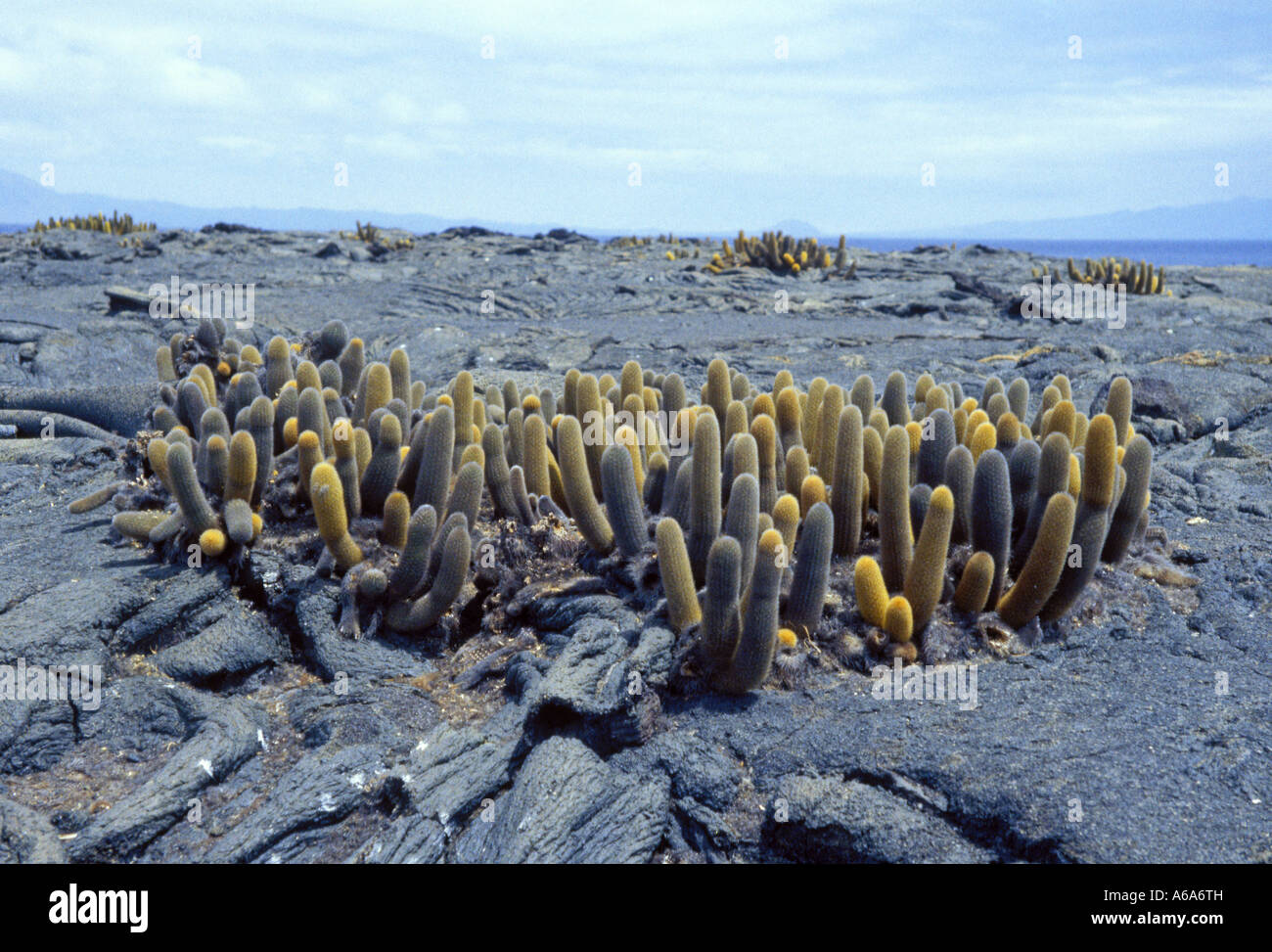 Lava-Kaktus wächst auf Lava auf Galapagos-Inseln 0079 Stockfoto