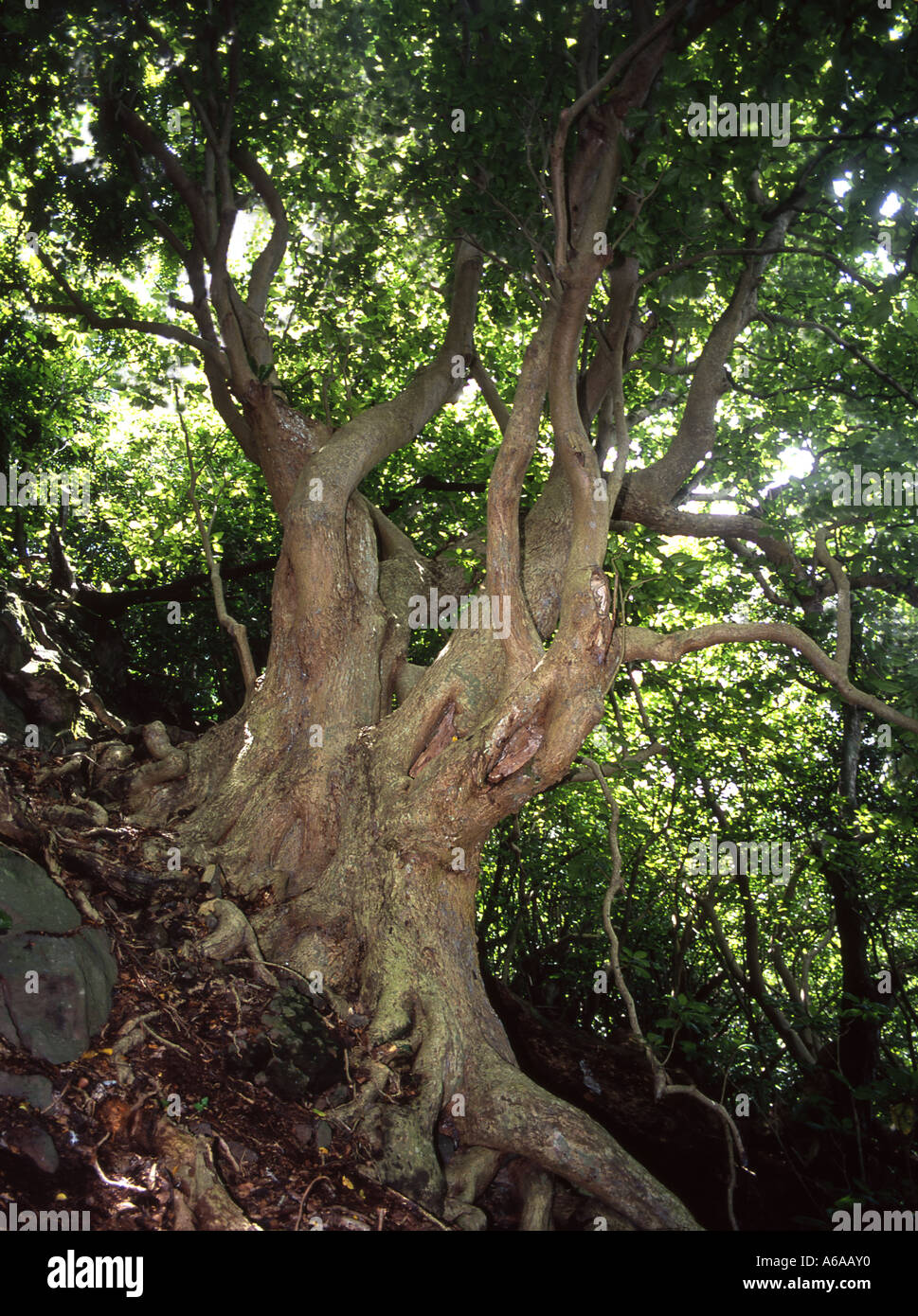 Pisonia Baum, Fidschi Stockfotografie Alamy
