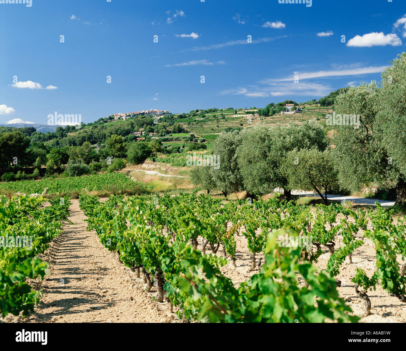 FRANKREICH PROVENCE WEINBERGE DORF LE CASTELLET IN DER NÄHE VON BANDOL Stockfoto