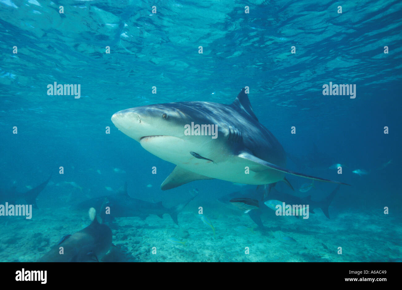 Foto NC 120 Bull Shark Carcharhinus Leucas Foto Copyright Brandon Cole Stockfoto