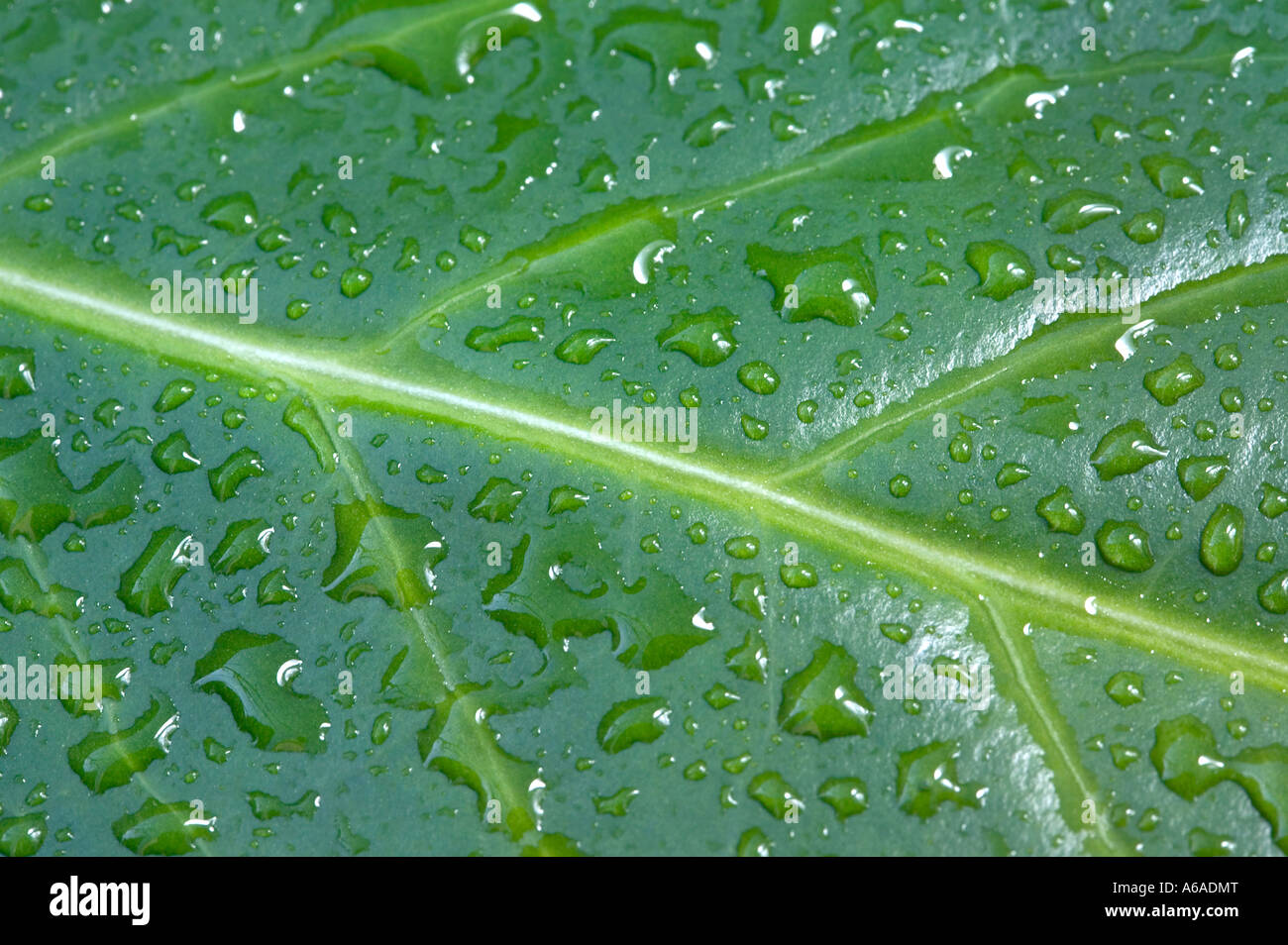 Wassertropfen auf einem grünen Blatt Makro Stockfoto