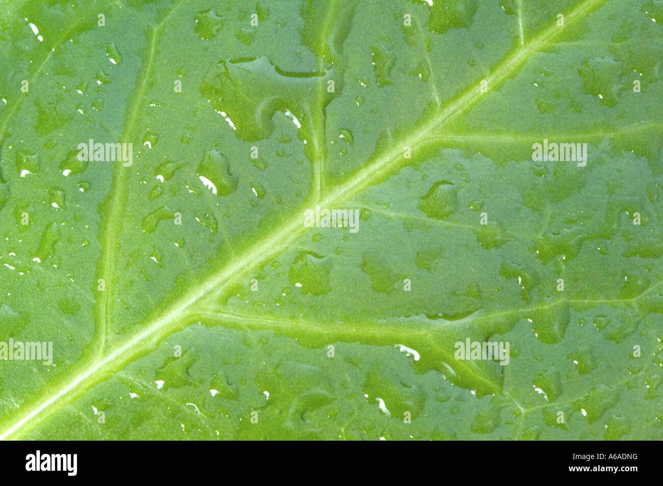 Wassertropfen auf einem grünen Blatt Makroaufnahme Stockfoto