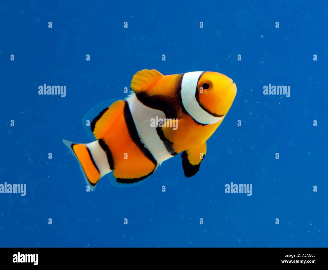 Clown-Fisch Stockfoto
