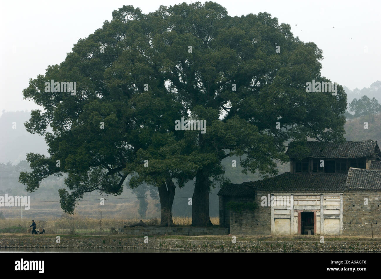 Sehr alter Baum in Liukeng, einem 1000 Jahre alten abgelegenen Dorf in Jiangxi, China.  31. Januar 2006 Stockfoto