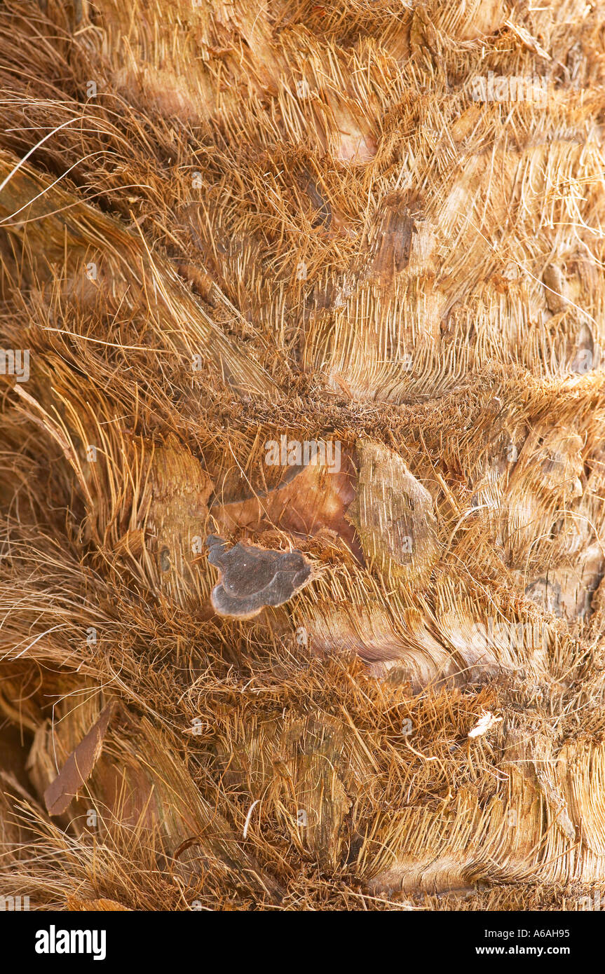 In der Nähe des braunen faserigen Stamm des Chusan Palm. Lateinischer Name Trachycarpus undulata Stockfoto
