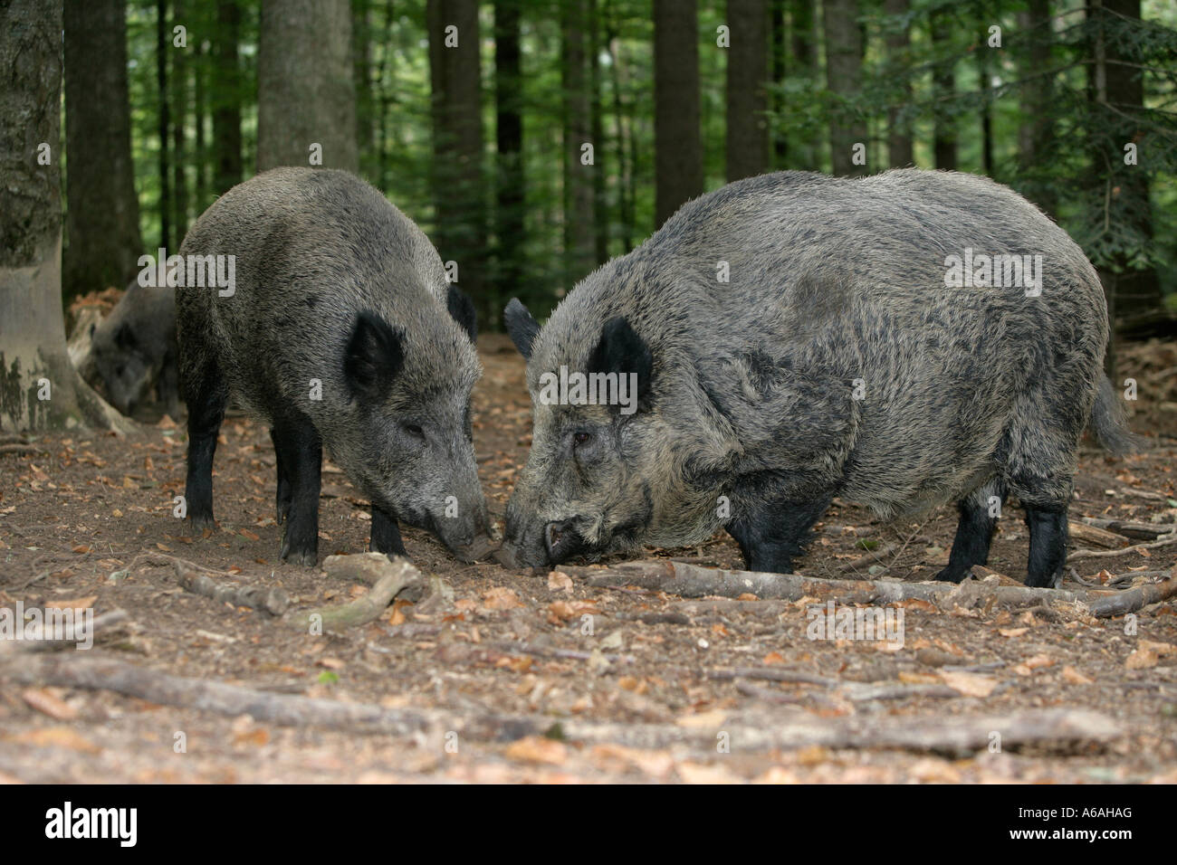 Wildschwein Sus Scrofa Deutschland Stockfoto