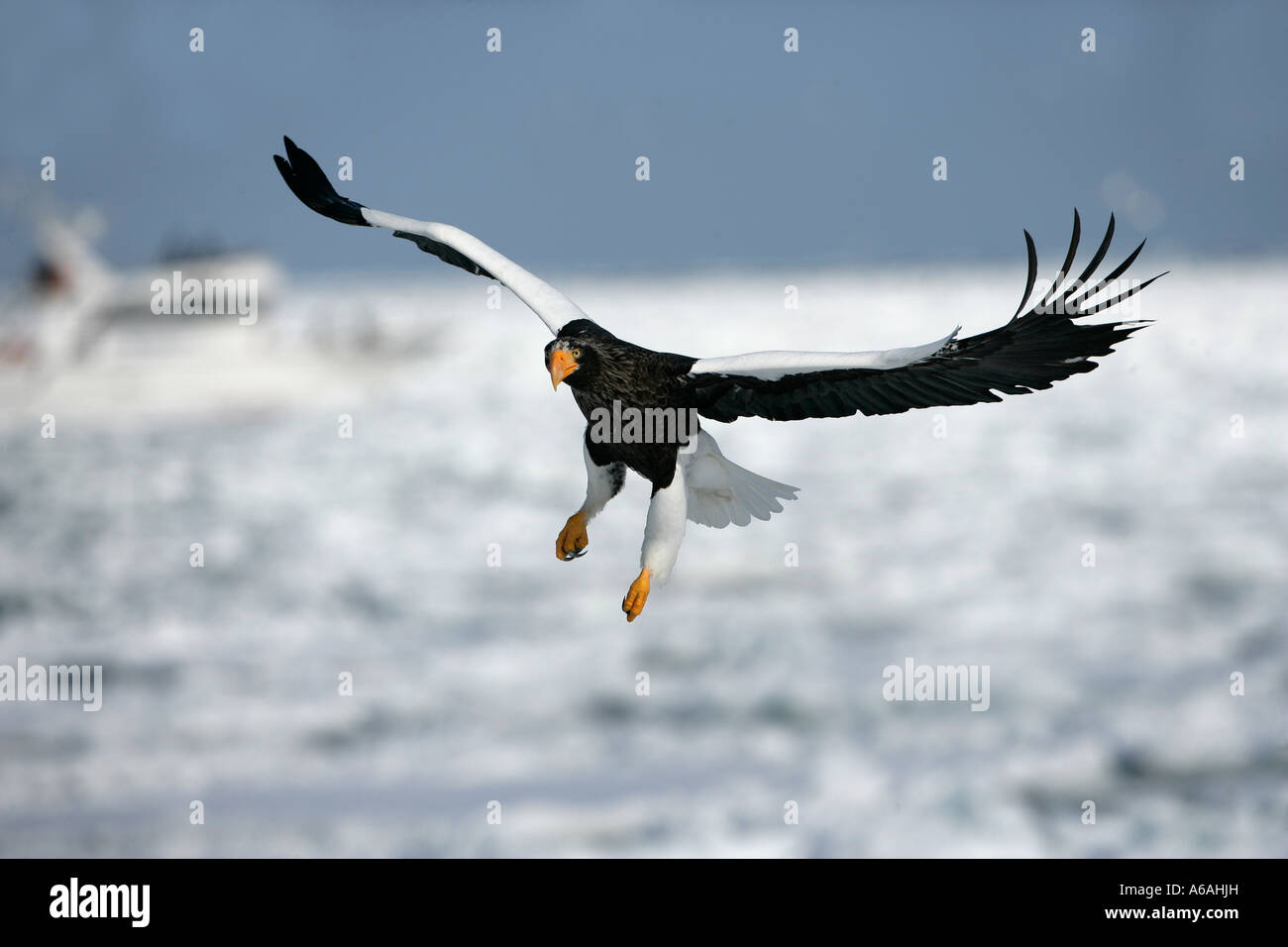 Steller des Seeadlers Haliaeetus Pelagicus Japan Stockfoto