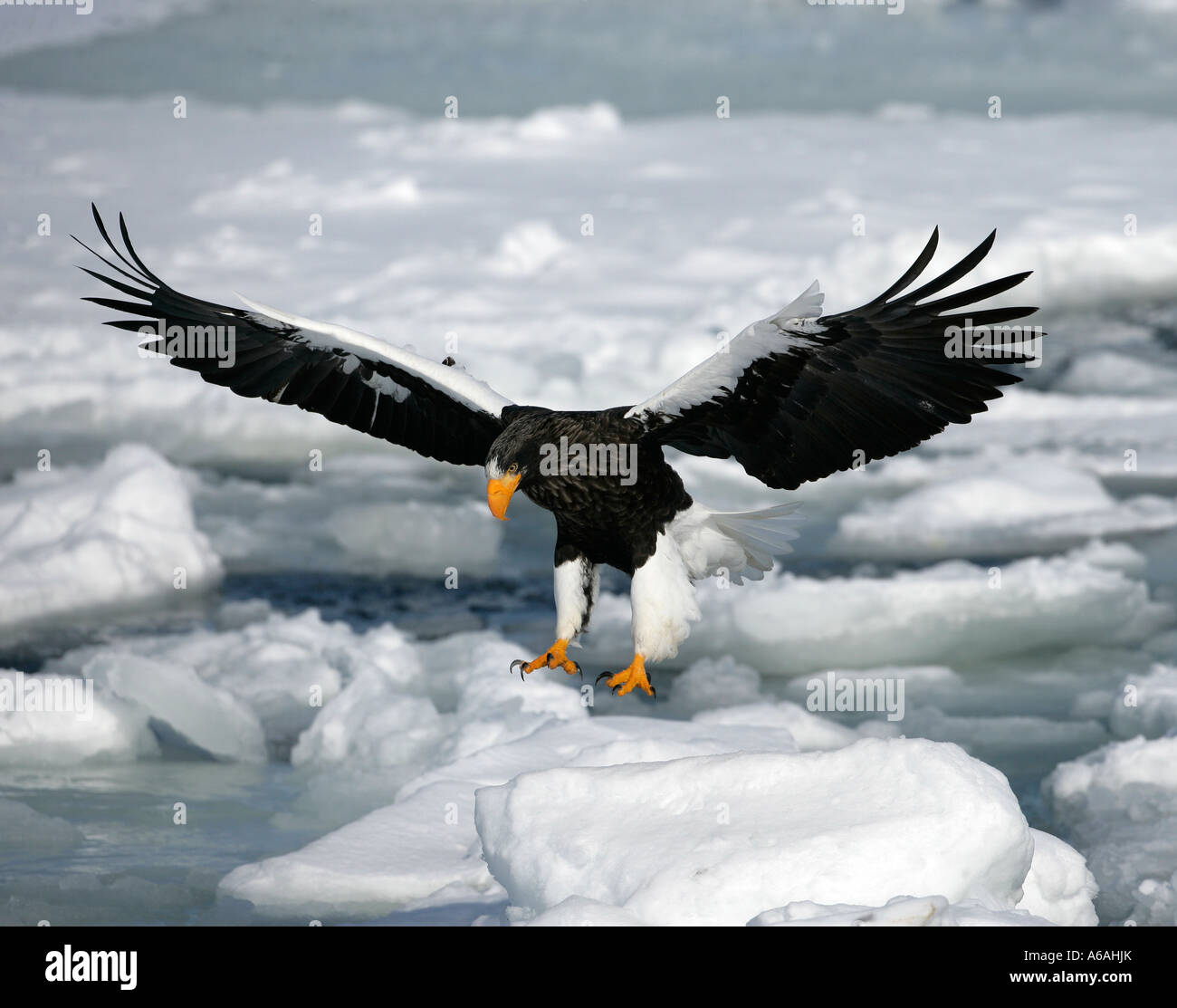 Steller des Seeadlers Haliaeetus Pelagicus Japan Stockfoto