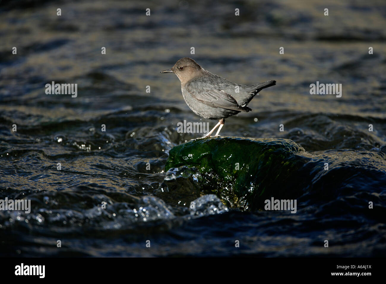 Amerikanische Wasseramsel Cinclus Mexicanus Yellowstone USA Stockfoto