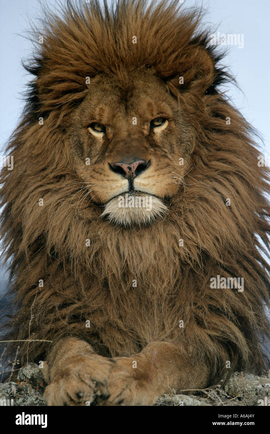 Barbary Löwe Panthera Leo Leo Stockfoto