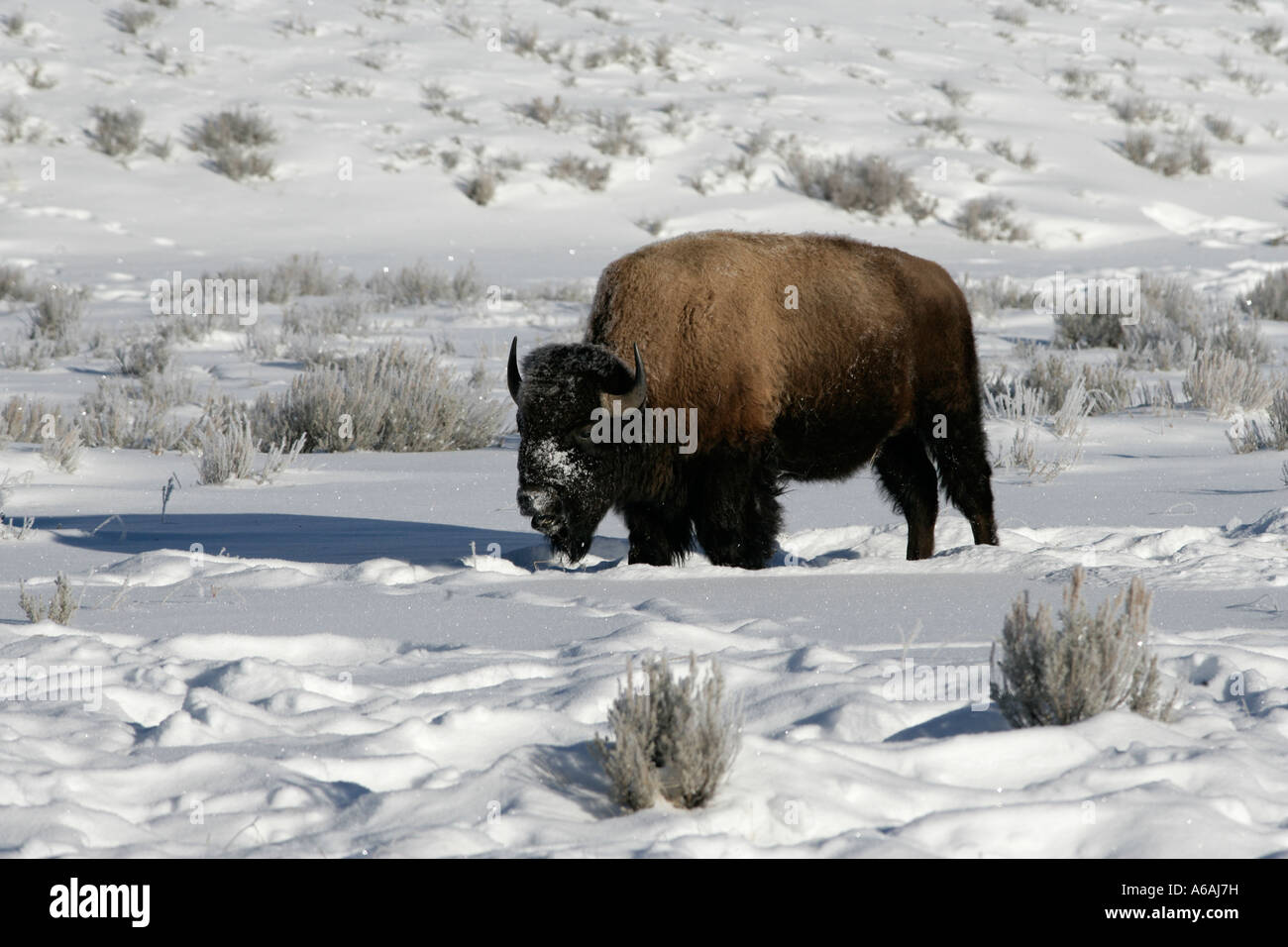 Bison Bison Bison Yellowstone USA Stockfoto