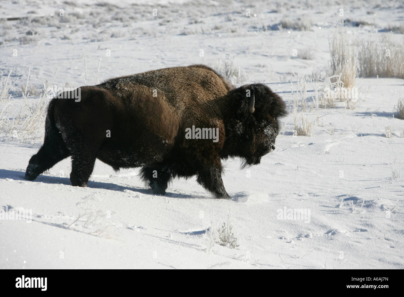 Bison Bison Bison Yellowstone USA Stockfoto