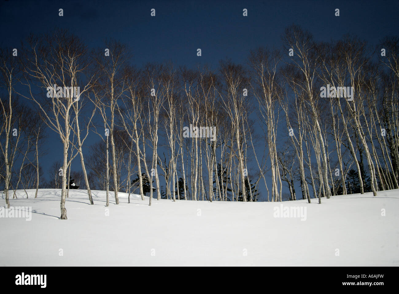 Schneelandschaft Hokkaido Japan Stockfoto