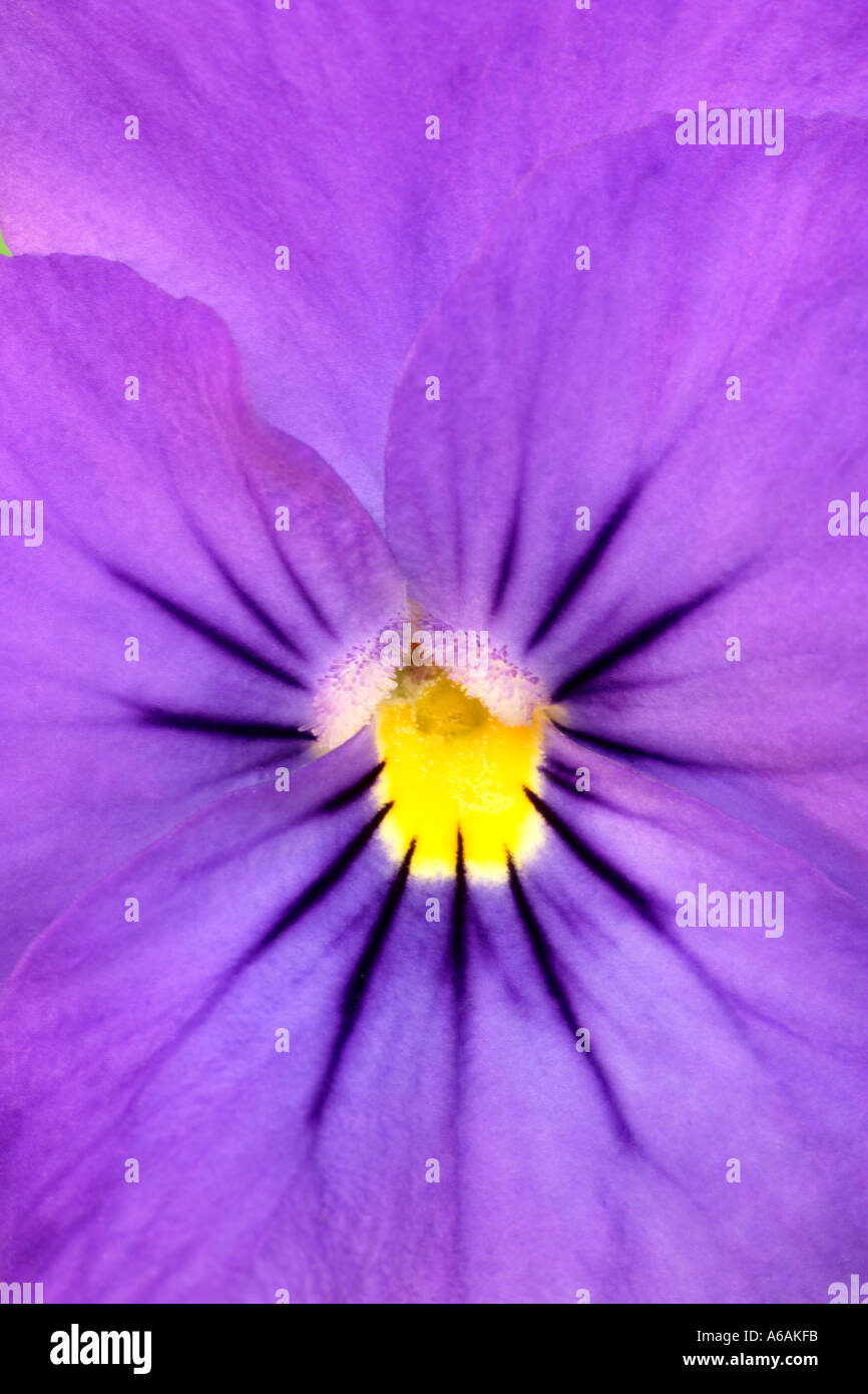 Makroaufnahme des Zentrums von lila Stiefmütterchen oder viola Stockfoto