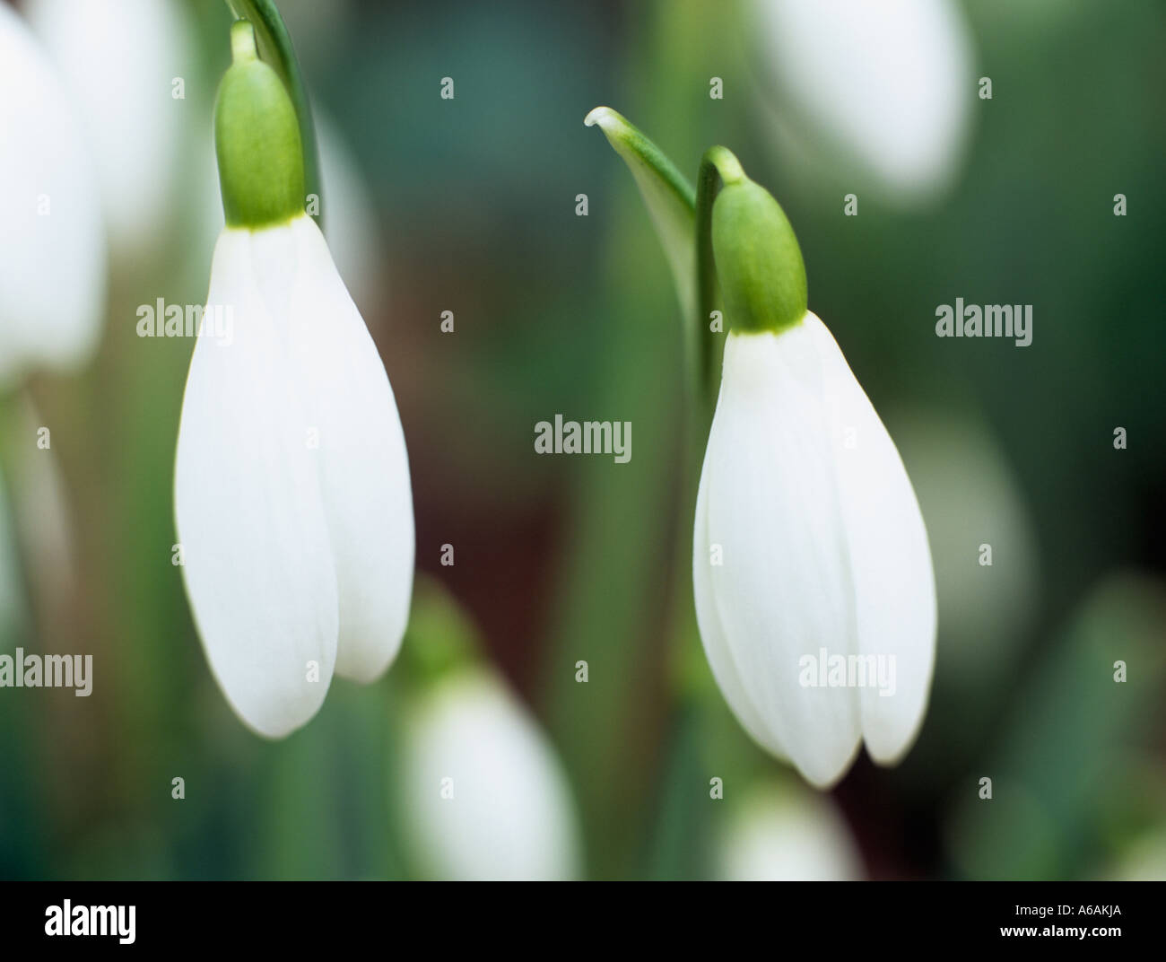 WILDE Blumen SCHNEEGLÖCKCHEN Galanthus Nivalis in natürlichen Gewohnheit North Wales UK Stockfoto