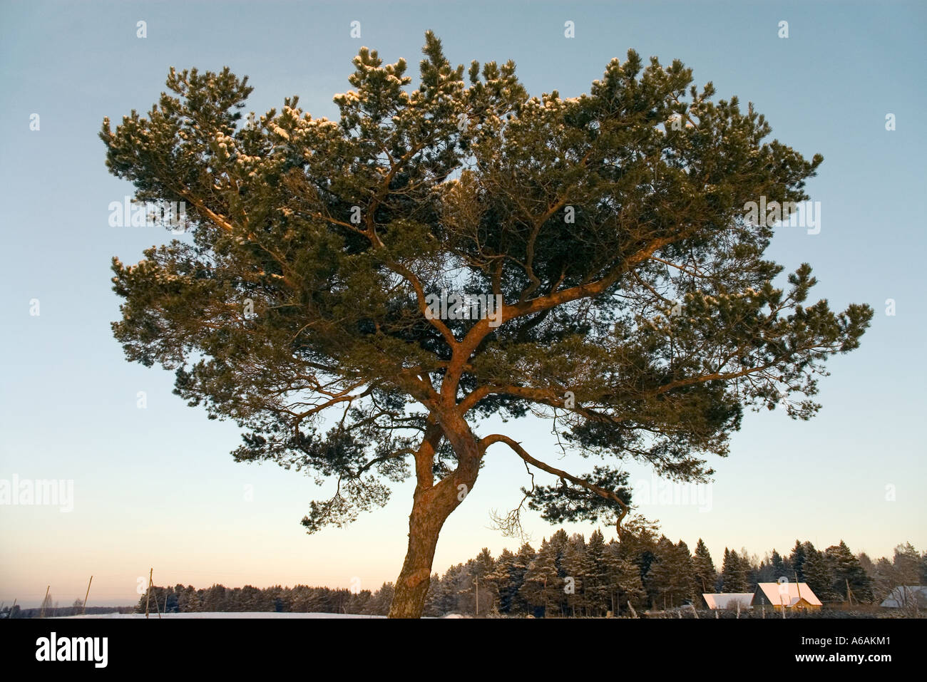Pinetree Stockfoto