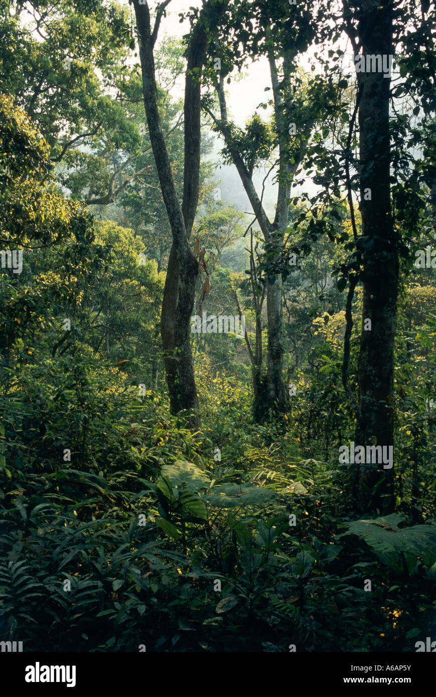 China, Yunnan, Xishuangbanna, Jinghong, in der Regel dicht Abschnitt des natürlichen tropischen Monsun rainforest Stockfoto