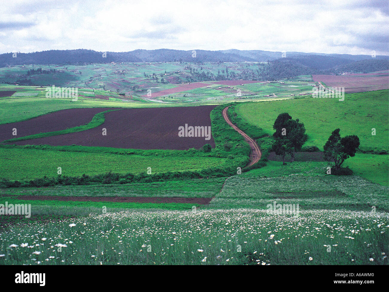Pyrethrum Gänseblümchen und Acker in Ackerland auf der westlichen Seite des Great Rift Valley Kenia in Ostafrika Stockfoto
