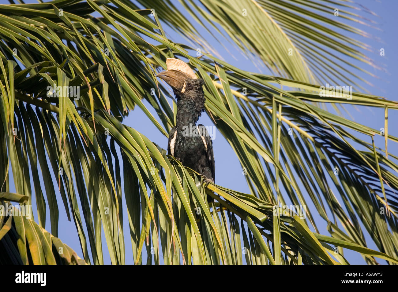 Schwarz und weiß casqued Hornbill Bycanistes Subcylindricus in Palme Mombasa Kenia Stockfoto