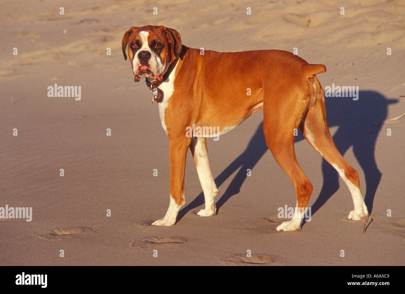 Hund Rehkitz weiße Boxer am Sandstrand Carl G Washburn State Park Oregon  Coast USA PR CL Stockfotografie - Alamy